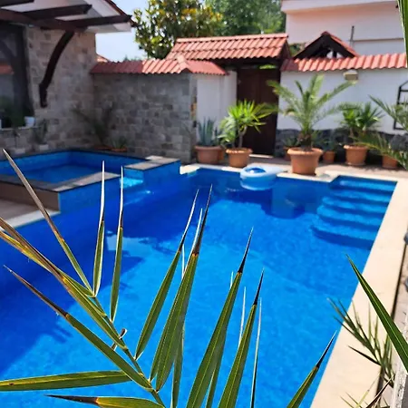 стария орех